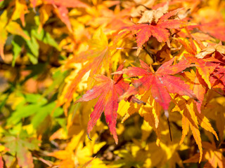 Colorful maple leaves in autumn