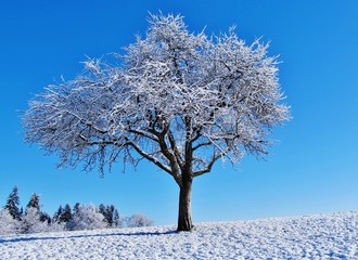 Winterlicher Apfelbaum