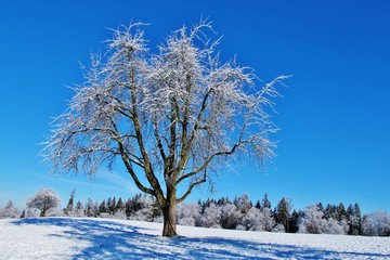 Winterbaum