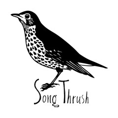 Birds collection Song Thrush Black and white vector
