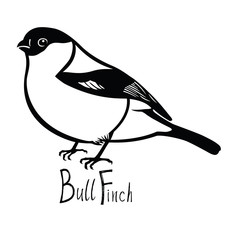 Birds collection Bullfinch Black and white vector