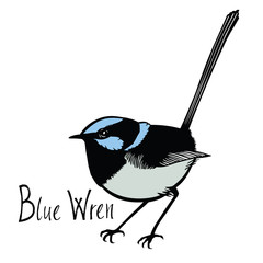 Birds collection Blue Wren Color vector