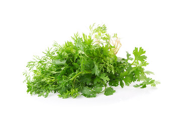 Green coriander leaves close-up on white
