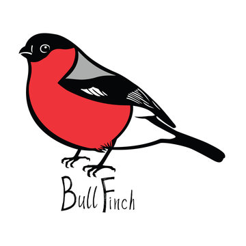 Birds collection Bullfinch Color vector