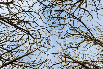 background branches shed leaves