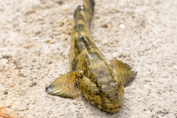 Ugly sea fish on the stone beach
