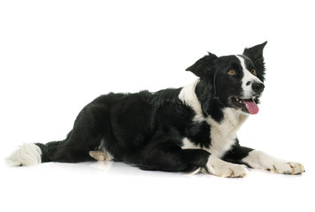 black and white border collie