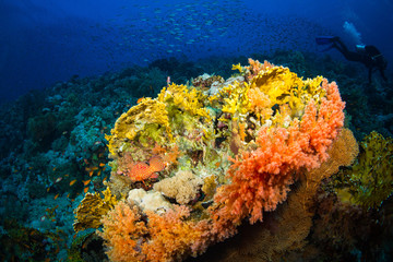 Coral garden