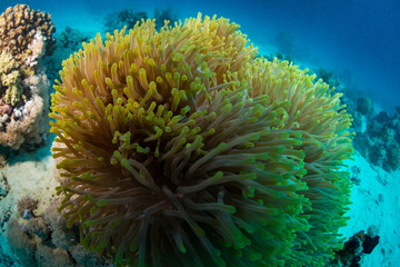 Obraz premium Coral garden
