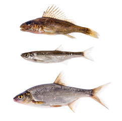 set of three freshwater fishes on white