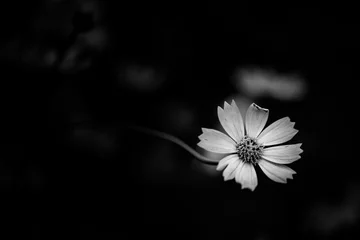 Abstrakter schwarzer und weißer Blumenhintergrund © YiuCheung