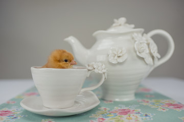 Ein Küken sitzt in Kaffee Tasse