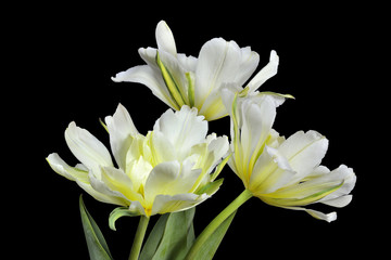Three white and yellow tulips