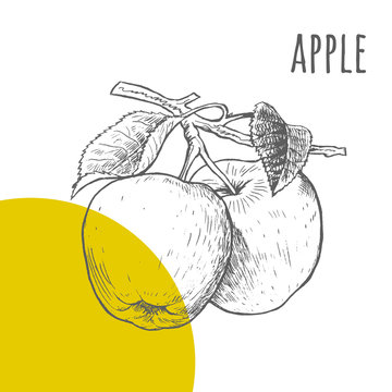Apple vector freehand pencil drawn sketch