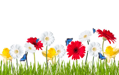 Fototapeta premium Gerber Daisy, isolated on white background