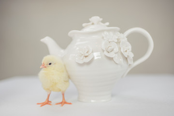 Kleines HühnerKüken kuschelt mit Teekanne