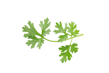 Green coriander leaves close-up on white