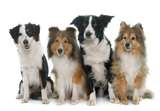 four beautiful dogs