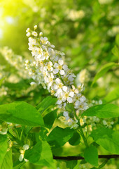 Spring blossoms tree. Natural background
