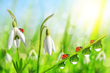 Snowdrop flowers with dewy grass and ladybugs on natural bokeh background. Spring season.