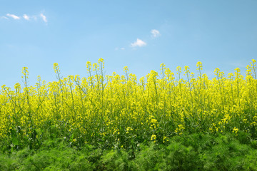 Obraz premium Spring landscape with rapeseed field