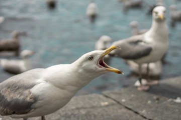 A side View of a Seagull with Open Mouth Shouting, Close-up