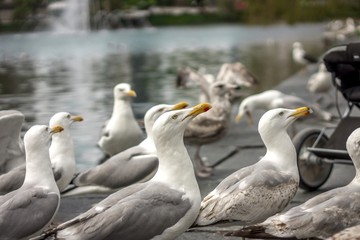 View of Seagulls Waiting for Food in Norway, Close-up