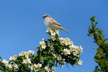 Frühling 362