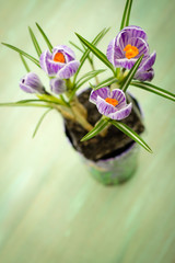 bouquet of spring purple crocus