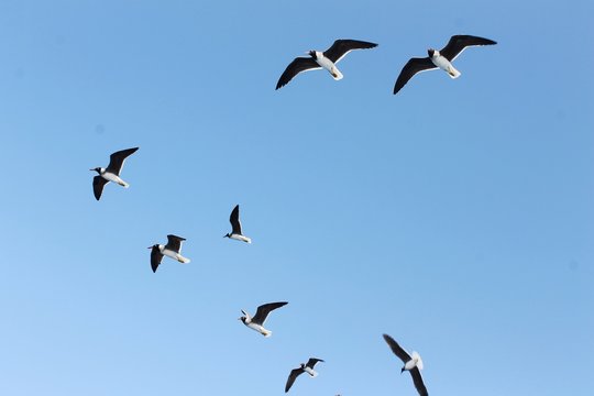 Seagulls Flying in Flock