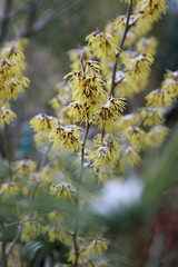 Zaubernuss