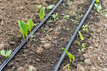 Small green kala flowers and irrigation system