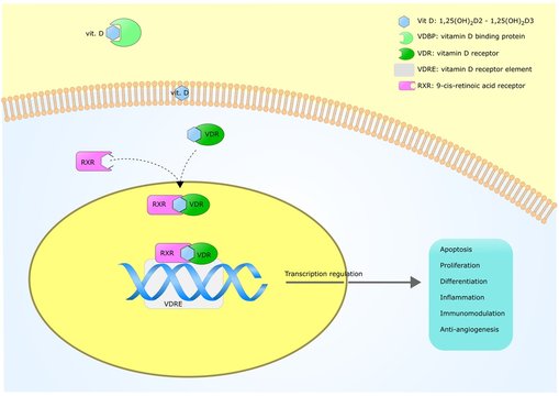 epigenetic action of vitamin D through its receptor (VDR) and dna modification