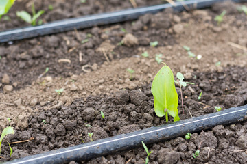 Small green kala flowers and irrigation system