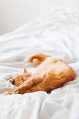 Ginger cat sleeping in bed with it's toy mouse. Cute cat dozing on white blanket. Cozy home...