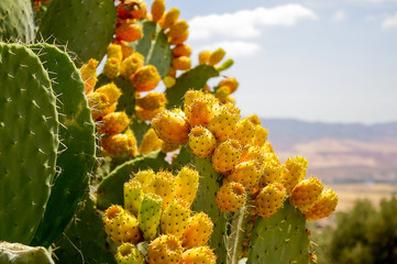 Cactus with edible buds. Tunisia.