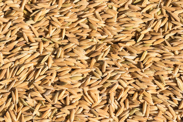 paddy rice ,brown rice