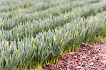 Narcissus plants in the rows