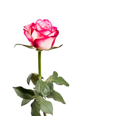Obraz premium Rose isolated on white background. Pink rose with free space 