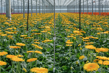 Flowers in the greenhouse