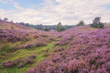 Morning at the heather fields