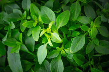Fototapeta na wymiar Basil leaves on the stems close-up