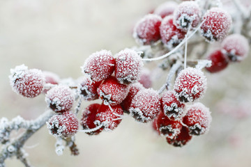 Frosted hawthorn berries in the garden. - obrazy, fototapety, plakaty