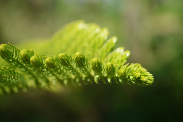 Norfolk Island pine