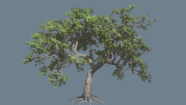 Japanese Maple Big Tree Crown Tree is Swaying Wind Branches Green Leaves Computer Generated Animation