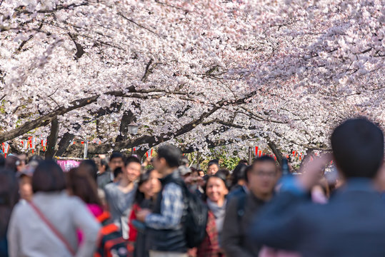 TOKYO, JAPAN -March 29 2015: Many People Enjoy With Cherry Blossom Festival At Ueno Park, March 29 2015 In Tokyo, Japan. Viewing Cherry Blossom Is A Traditional Japanese Custom.