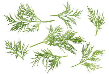 Dill herb set options path included isolated on white background