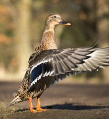 Stockente (Anas platyrhynchos) schlägt mit den Flügeln, Hessen, Deutschland