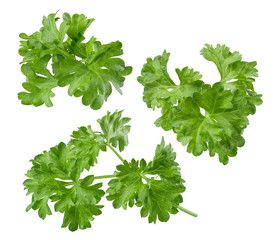 Parsley herb set path included isolated on white background