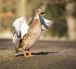 Stockente (Anas platyrhynchos) schlägt mit den Flügeln, Hessen, Deutschland